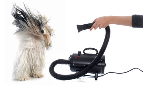 Hair dryer for dog in front of white background
