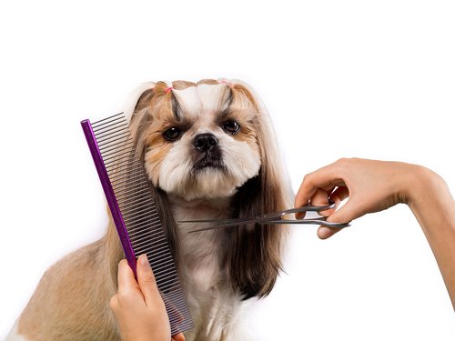 Dog being groomed