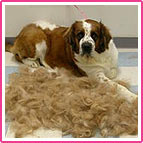 Dog after being treated with FURminator
