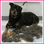 Dog after being treated with FURminator