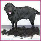 Dog after being treated with FURminator