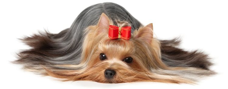 Fesshly groomed dog laying on floor